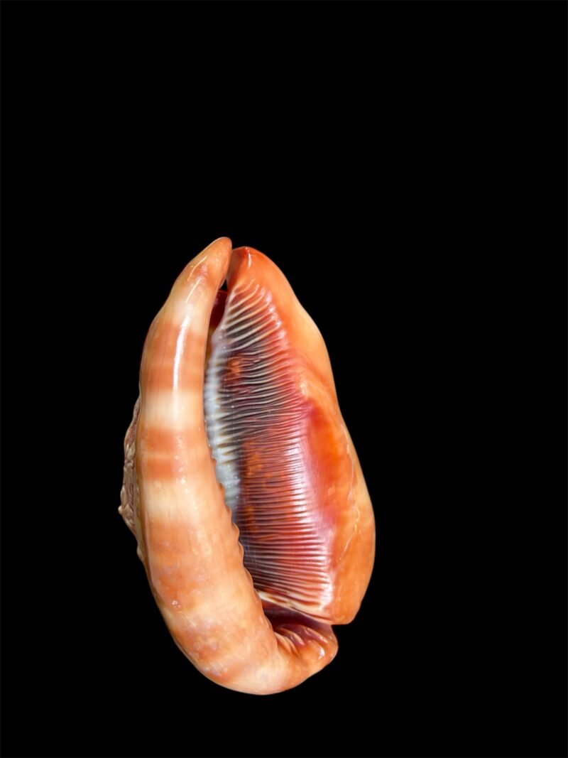 Lampada conchiglia - immagine 7