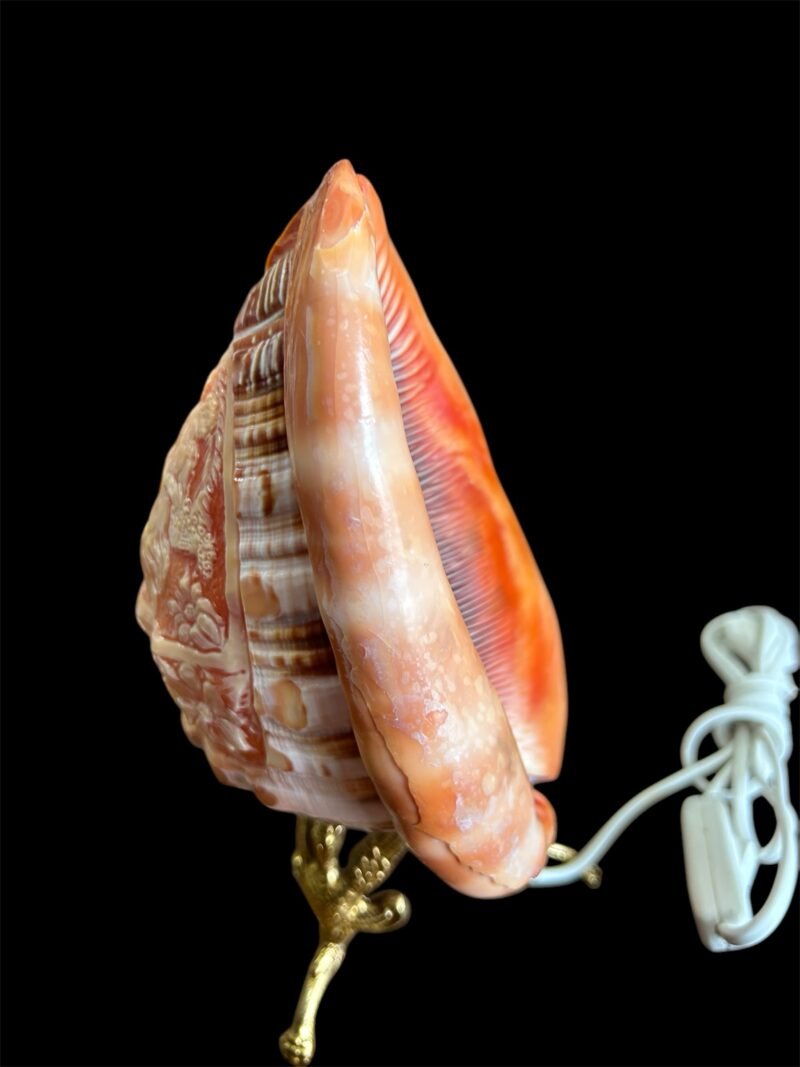 Lampada conchiglia - immagine 4